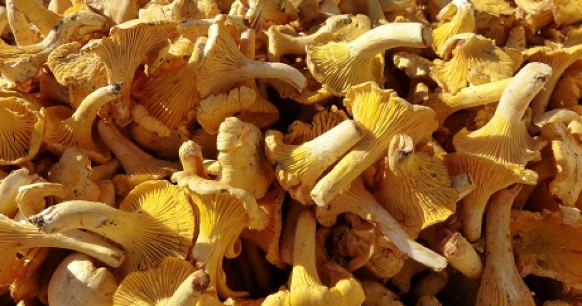 mushrooms_chanterelles_marketv1